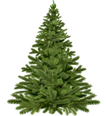 christmas-tree-christmas-1796131_1920